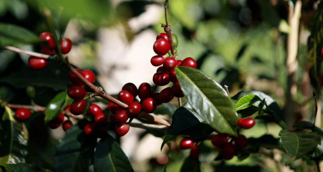领略不同瑰夏之味_种植