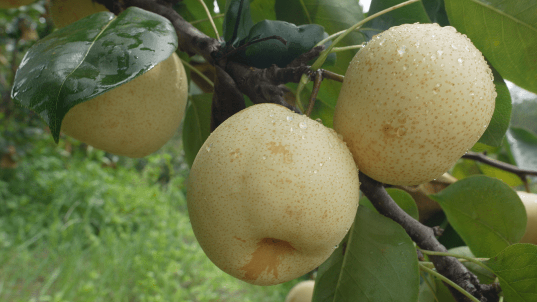 周末时分爽脆多汁的青花梨一口甜进心坎里