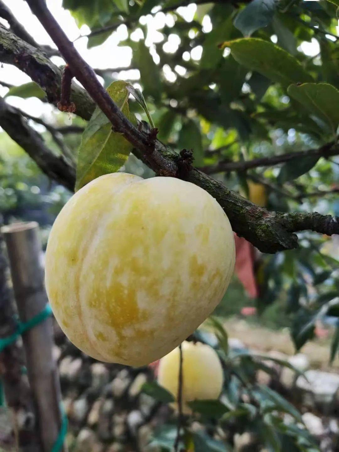 省内包邮98元抢九峰山黄金奈李10斤每天清晨现摘现发