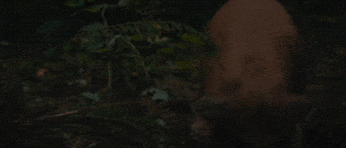 电影|烂片之王尼古拉斯,靠这片翻身?