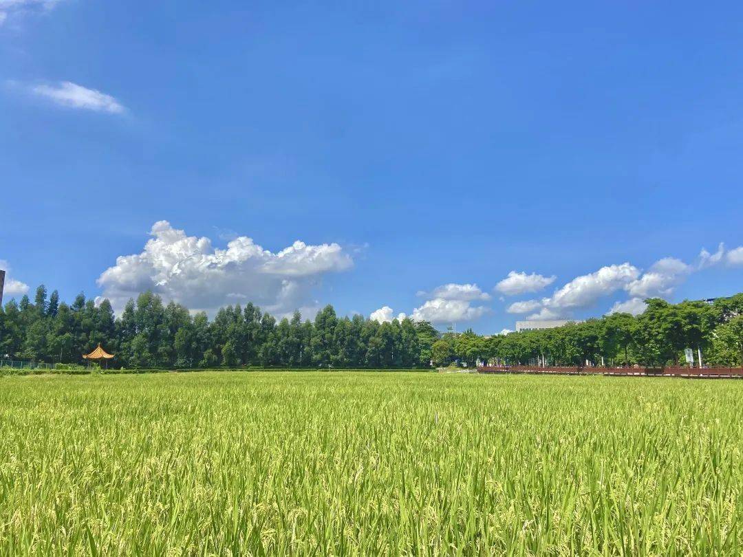 东莞又一网红打卡点,就在这里._稻田