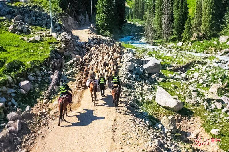 Mounted|Mounted police herding sheep in NW China's Xinjiang