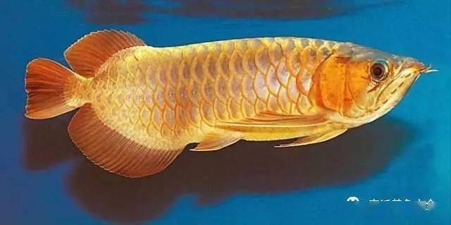 龙鱼得了水霉病养鱼达人建议对症下药