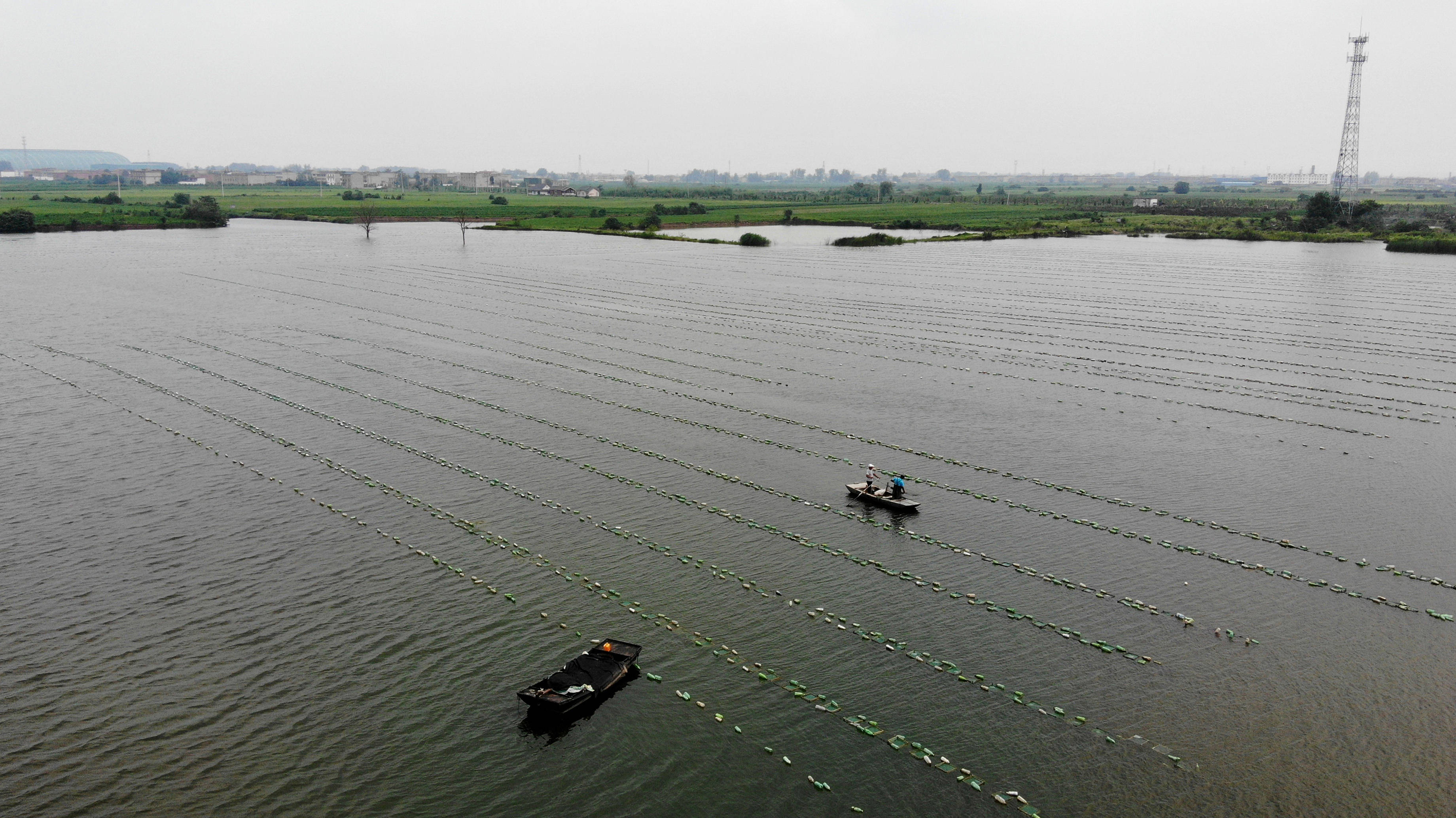 安徽颍上:珍珠养殖助力乡村振兴
