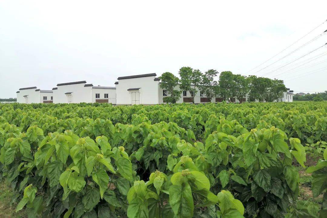 雅云蚕桑基地打造生态农业拓展研学功能