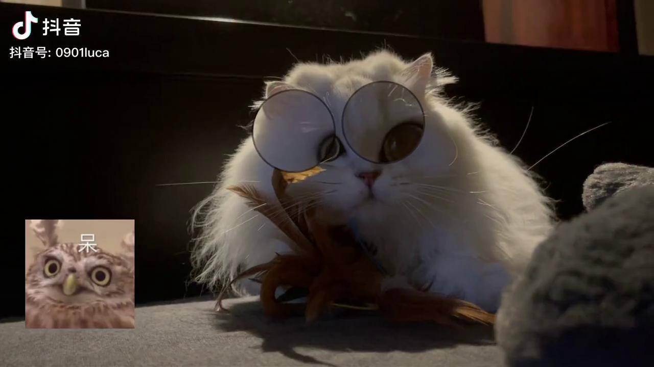 秒变汤老师眼睛瞪得像铜铃猫咪的迷惑行为