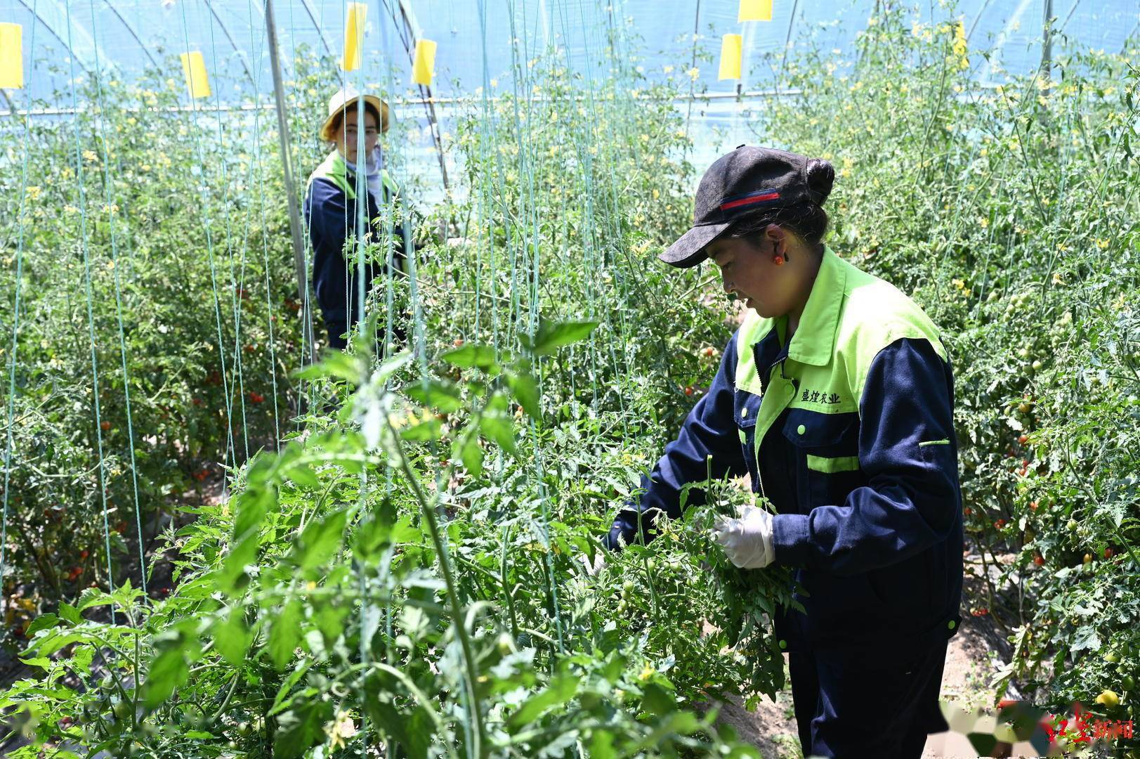 附近村民在產業園工作