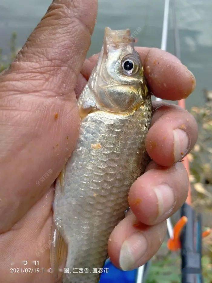 12点,5米7竿子来了个黑漂(期间也有几次黑漂,没打到鱼),迅速提竿刺鱼