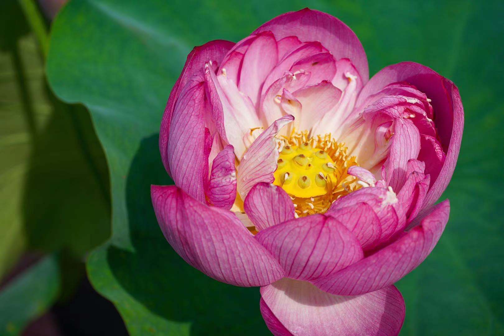 七一视角丨满池荷花开丨刘远平专栏