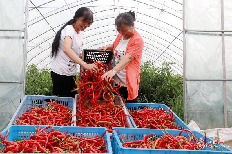 shows|Peppers harvested in E China’s Jiangxi