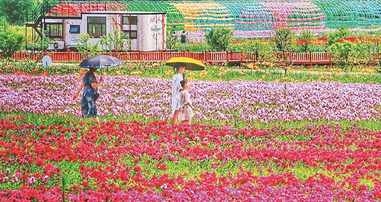 畅游花海 纵享芬芳