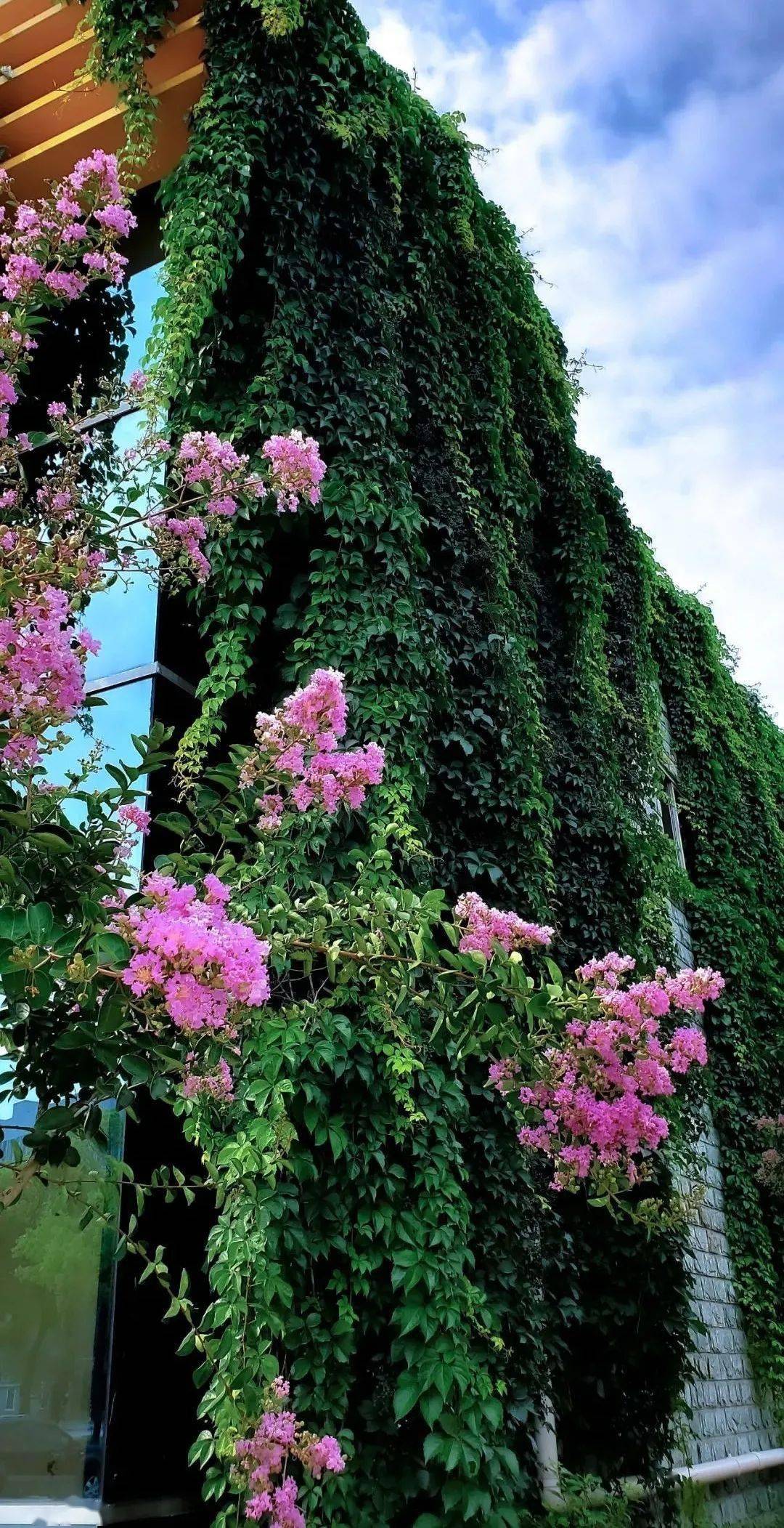 盛夏泰州花红满堂