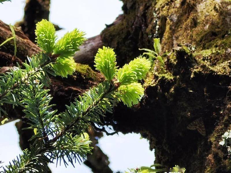 从组成植被的种类来看,几个主要的植被类型都为滇中高原重要的植被