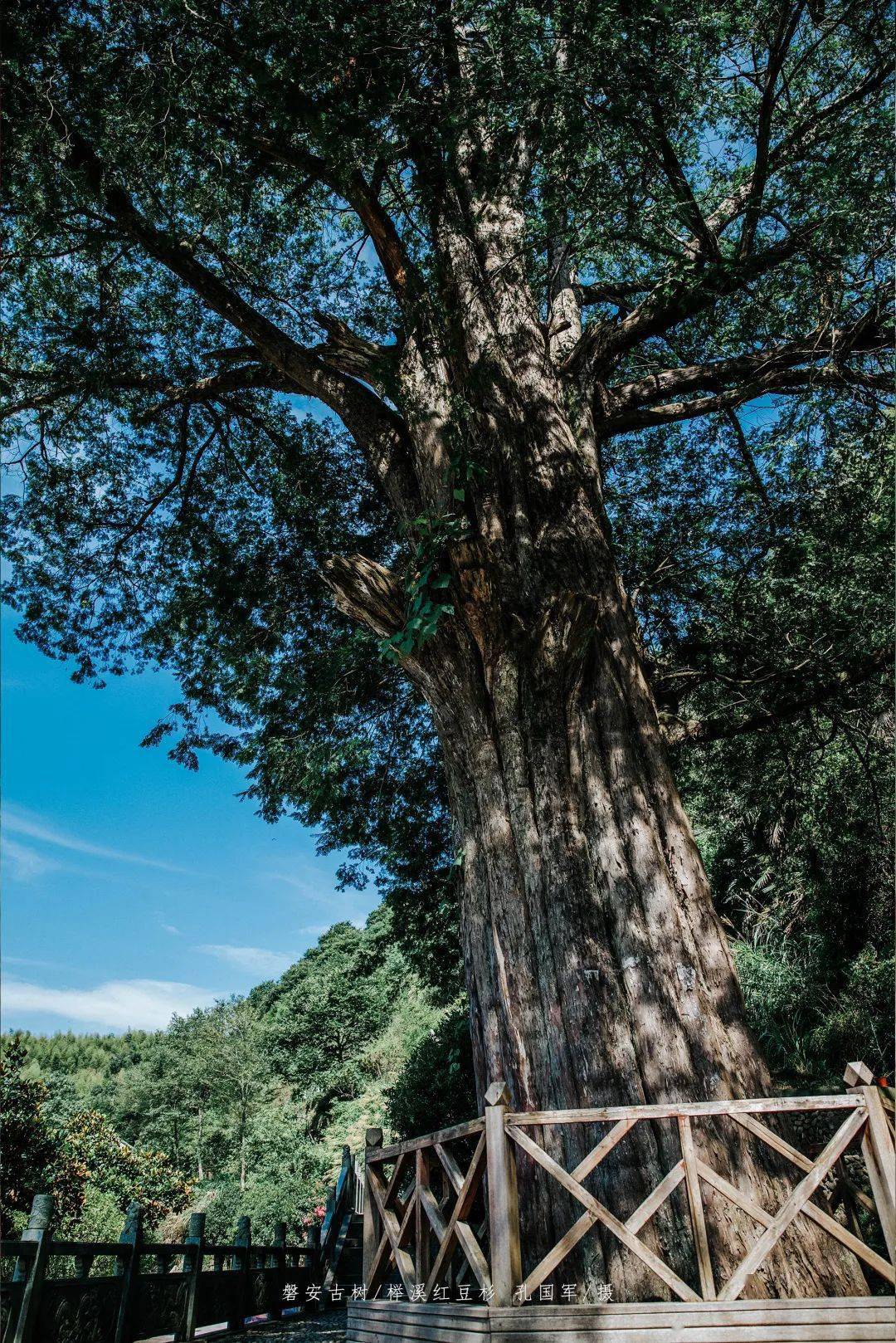 涼涼涼大樹底下好乘涼快來看看金華縣城的寶藏古樹