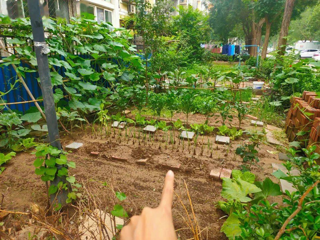 顺义这小区居民圈地种菜,恁任性?