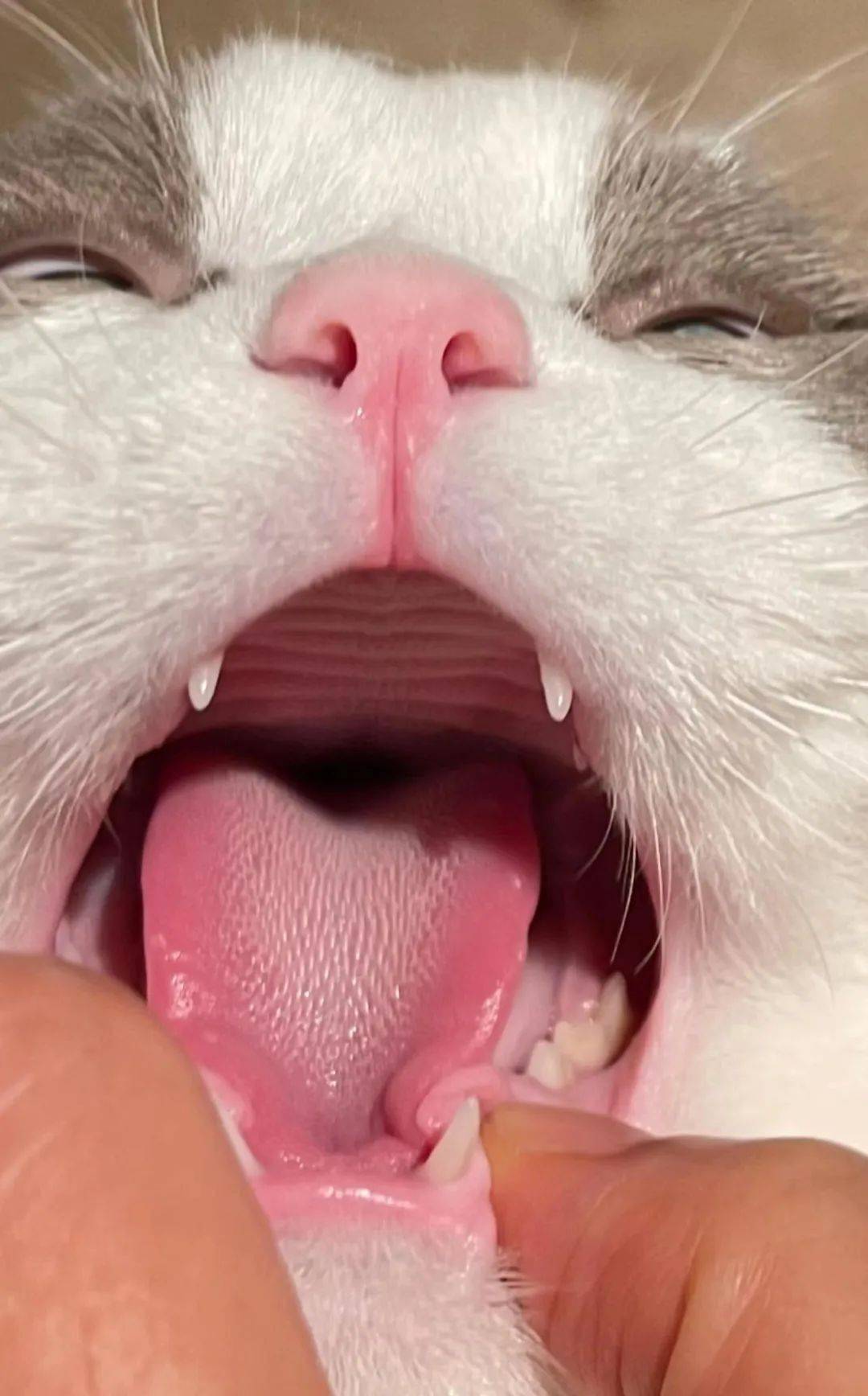 除了口腔疾病问题,猫咪空嚼的常见原因还有以下几点:1.恶心发酸2.