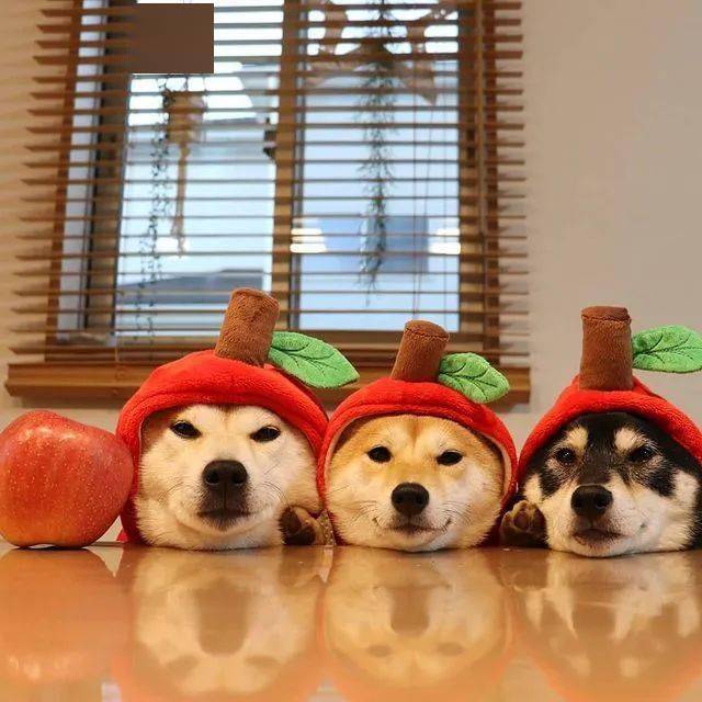 养了三只柴柴,每天上演柴犬叠叠乐!