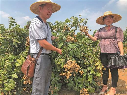 本地早熟龙眼上市了_桂丰