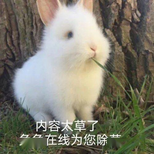 兔子网络 c6ab0f96c23645c3b22b7ef5e37365fb.jpeg