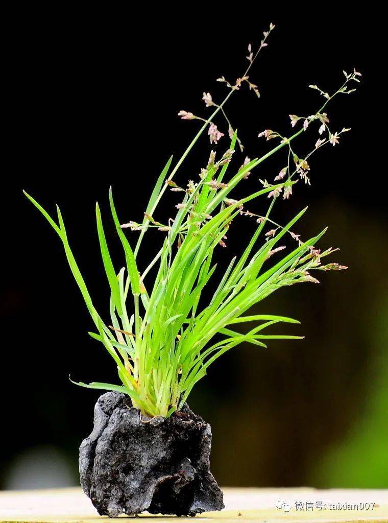 养一盆山野草盆景的好处