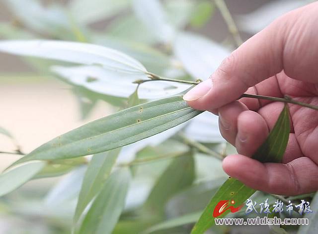 重庆特产传说559黔江土法制香小小一根青香需要10多道工序制成