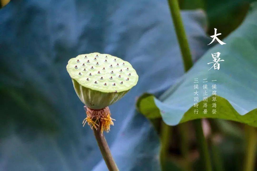 " 每到大暑时节,由于气温偏高又有雨水,细菌容易滋生,许多枯死的植物