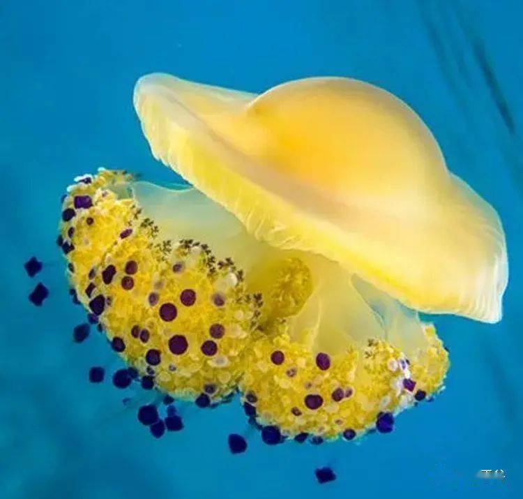 影像平谷:我家美食(63)凉拌鲜海蜇_水母