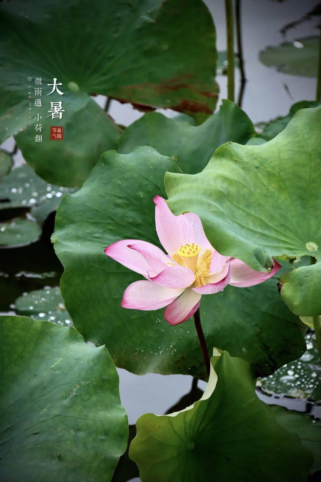 二十四节气丨大暑