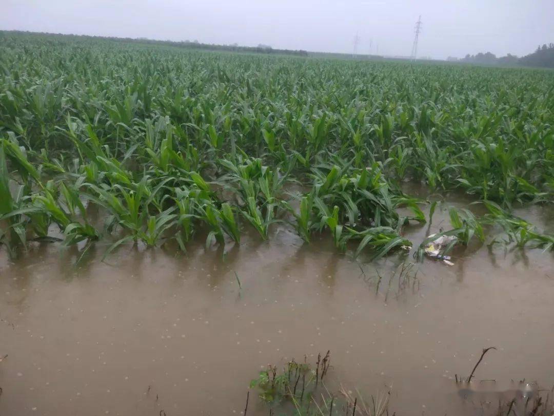 为了马坊,彭店等镇老乡……鄢陵所有人拼了!_防汛