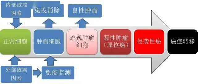 癌胚抗原是不是肿瘤标志物_癌胚抗原是癌症的指标_癌胚抗原多少才算癌症