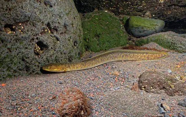 "西江魽",虎 纹蛙,波纹唇鱼(苏眉), 乌龟(草龟和土乌龟), 花龟(中华花