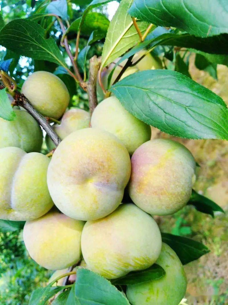 这李超甜叙永赤水河凤凰李迎来采摘季