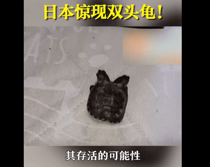 日本惊现基因突变双头龟,你看了是什么感受?