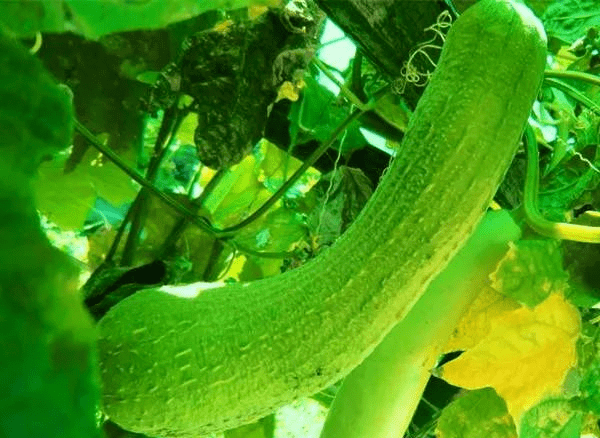 丝瓜弯了?2个小技巧让它直起来!_畸形