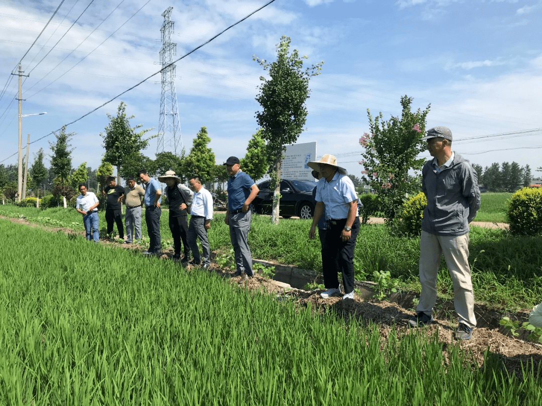 全力抓好水稻中后期田管夺取全年粮食丰收水稻中后期田管技术意见