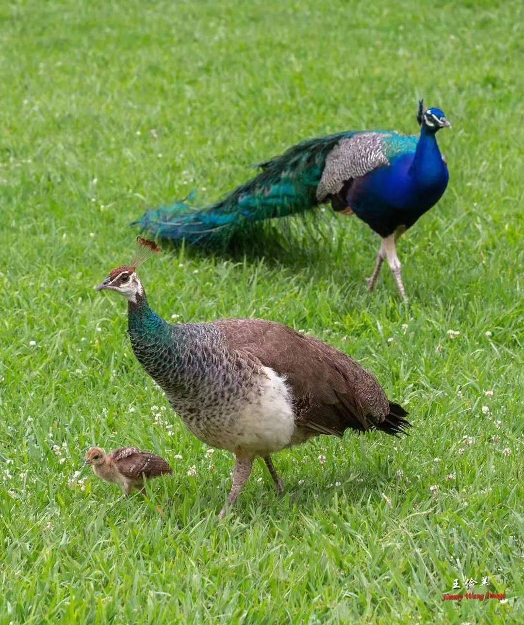 你是这条街最靓的崽儿洛杉矶孔雀园纪实