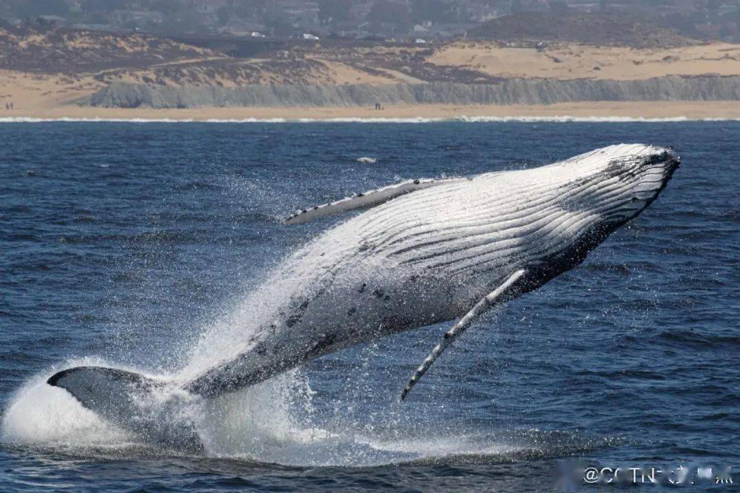 唯一能让虎鲸惧怕的动物,就是有海里"绿林好汉"之称的座头鲸.