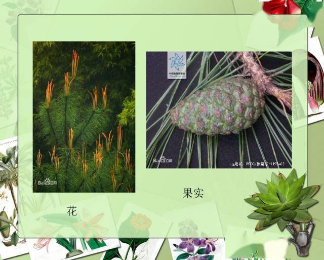 100種常見植物圖鑑超全