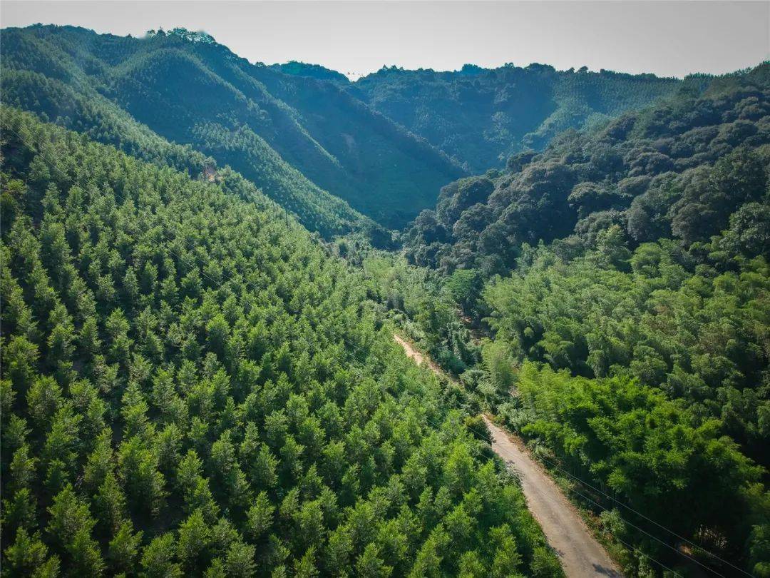 切实保护好林业资源韶关市全面推行林长制的实施方案公布