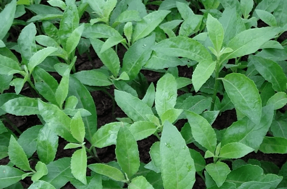 明月草,一种被誉为降压神药的野菜,或许你要重新认识一下它!