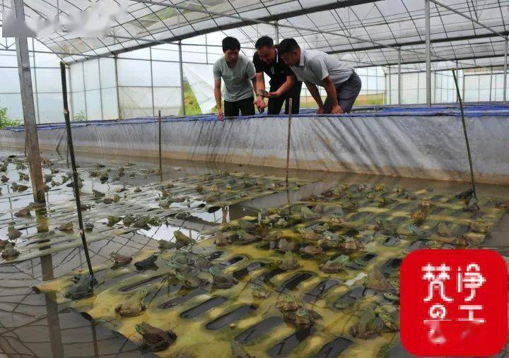 組圖丨牛蛙成群,茶店這個養殖產業生機勃勃