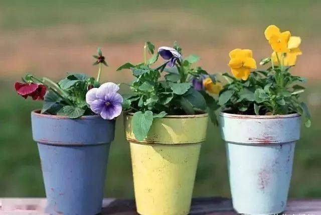 盆栽花卉怎么养好根 05263bf6e6bd45668fe49d7c7ba26b7d.jpeg