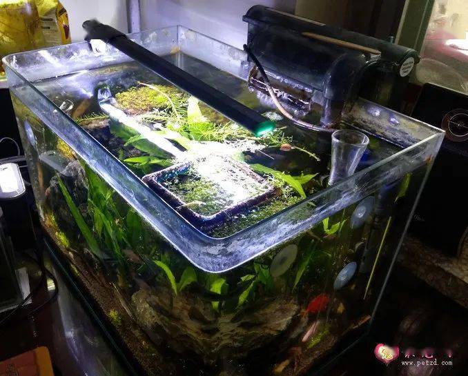 小型水草鱼缸升级滴流过滤全过程 过滤应该怎么选 外置 小型水草鱼缸升级滴流过滤全过程 过滤应该怎么选 外置