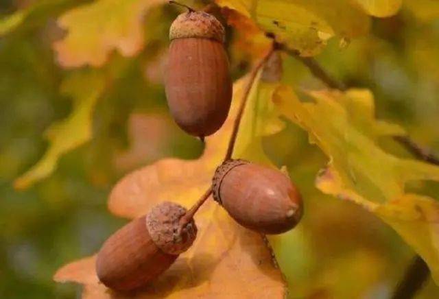 农村有一种野果像陀螺被誉为坚果之王如今稀罕要20元一斤