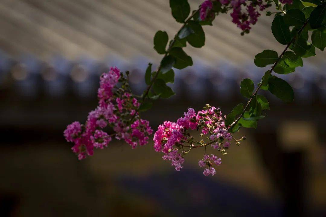 图片|高温橙色预警来了！这种花却开得正艳