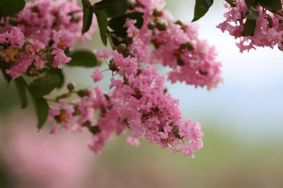 太美了紫薇花惊艳绽放浪漫醉人等你来打卡