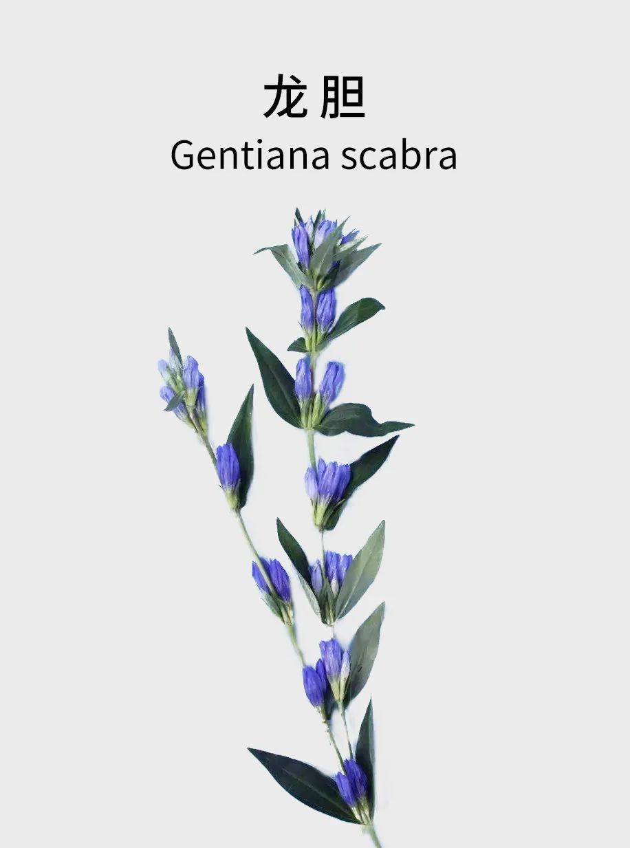 在同样受灾严重的岩手县,盛产龙胆它的花语是真挚长久的情感颜色也正