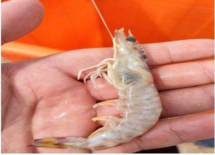 看虾秘籍虾鳃看出大问题