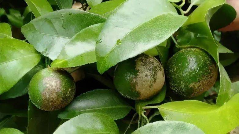 【果技精选】当高温三伏天遇上柑橘锈壁虱,拒绝被黑