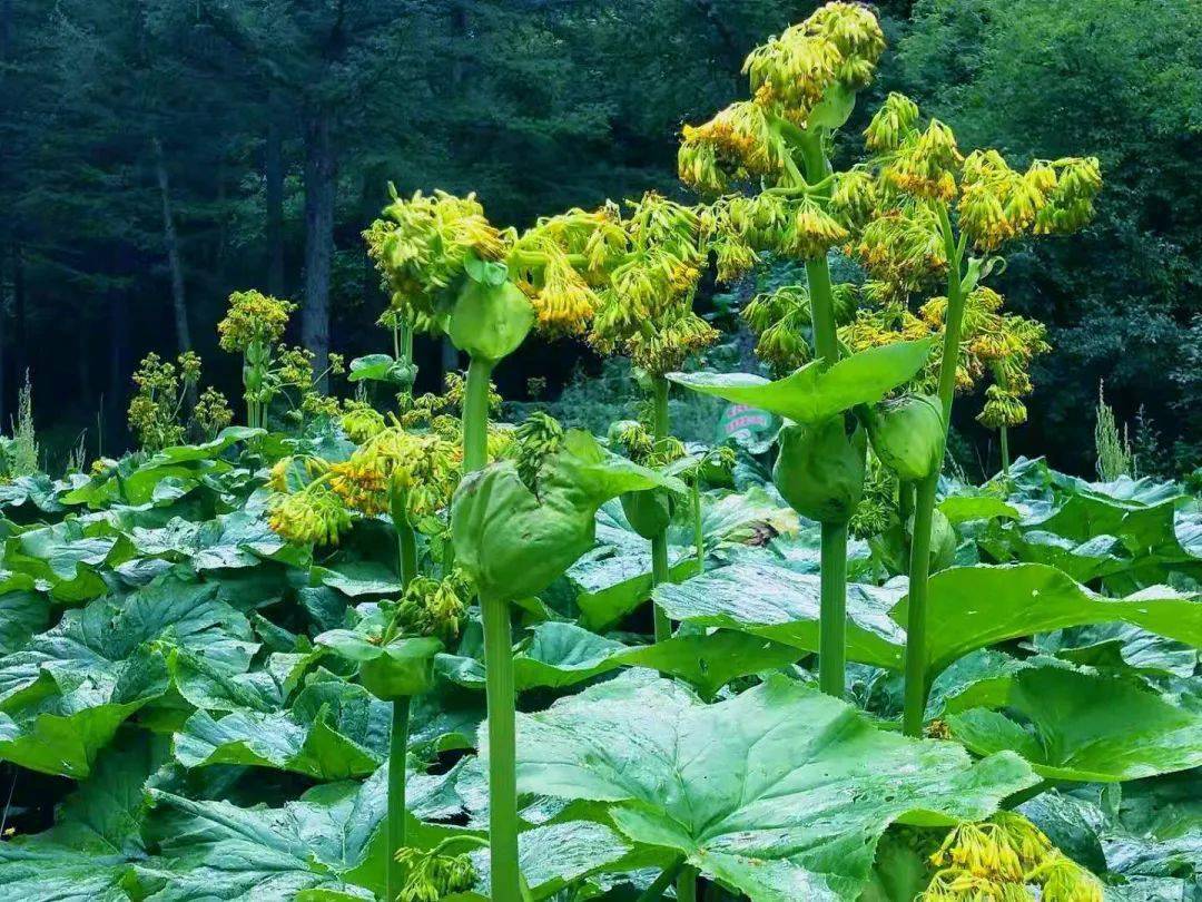 泾源野荷谷的野荷,开花啦!